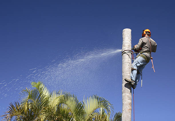 Best Tree Maintenance Programs  in Sophia, WV