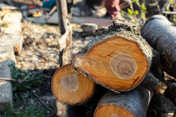 How Our Tree Care Process Works  in  Sophia, WV